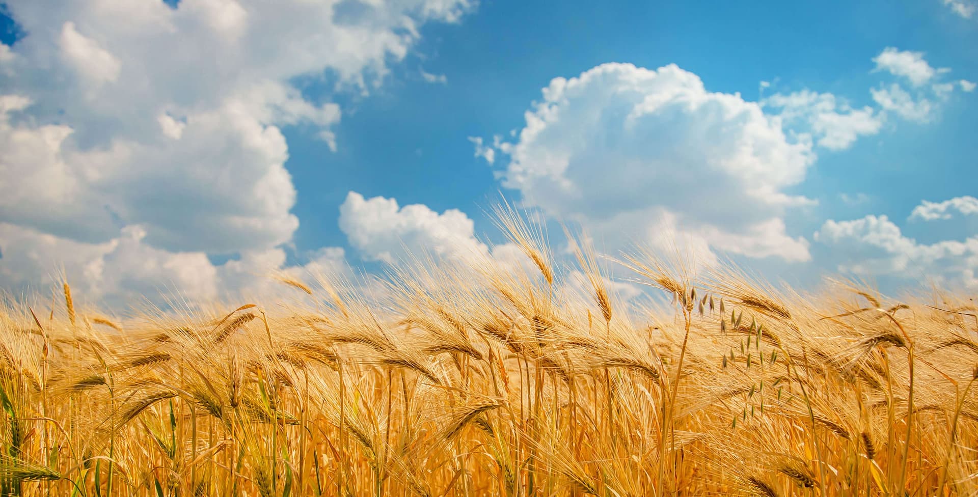 Fresh groceries and healthy food background