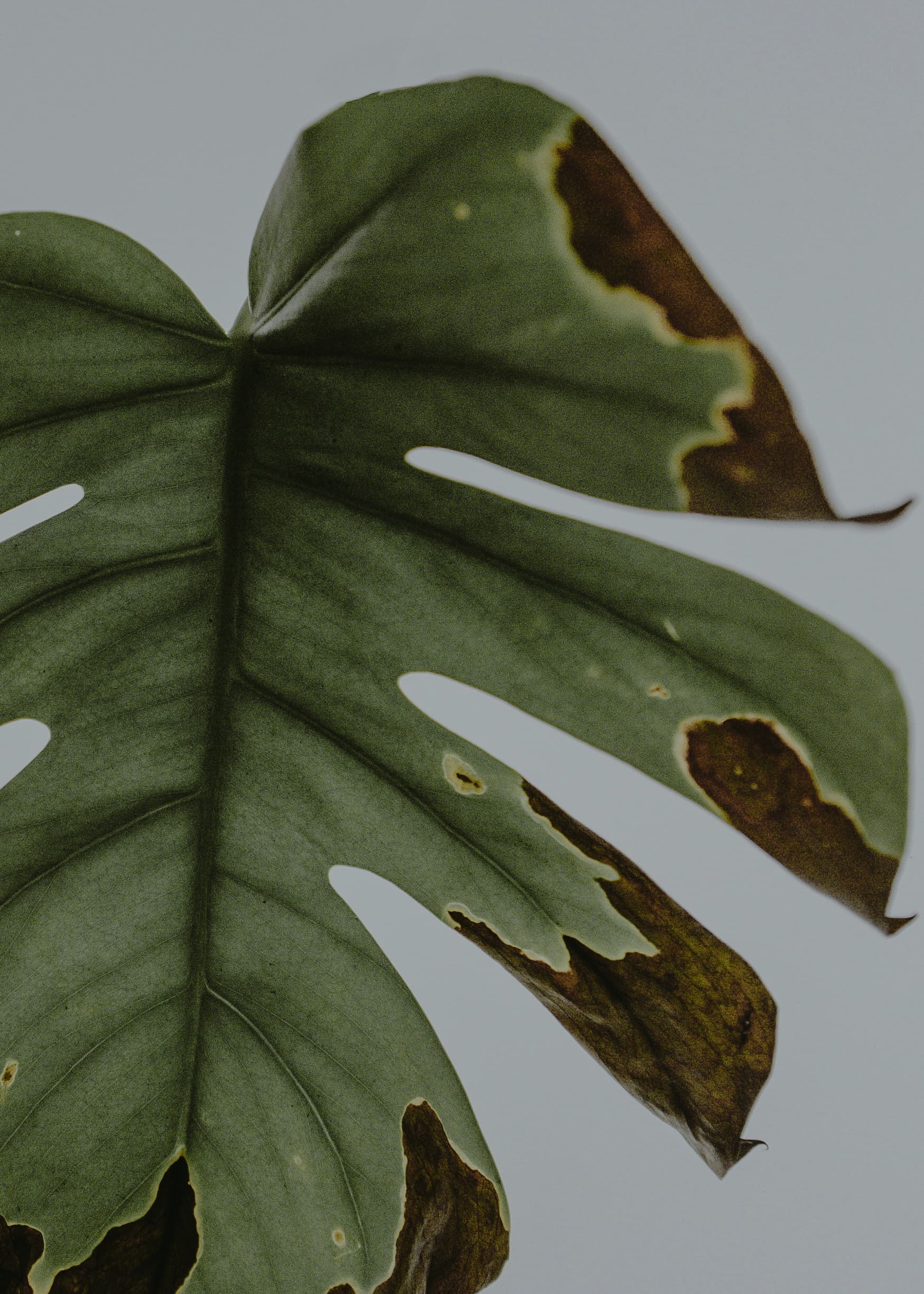 Диагностика болезней растений на основе ИИ