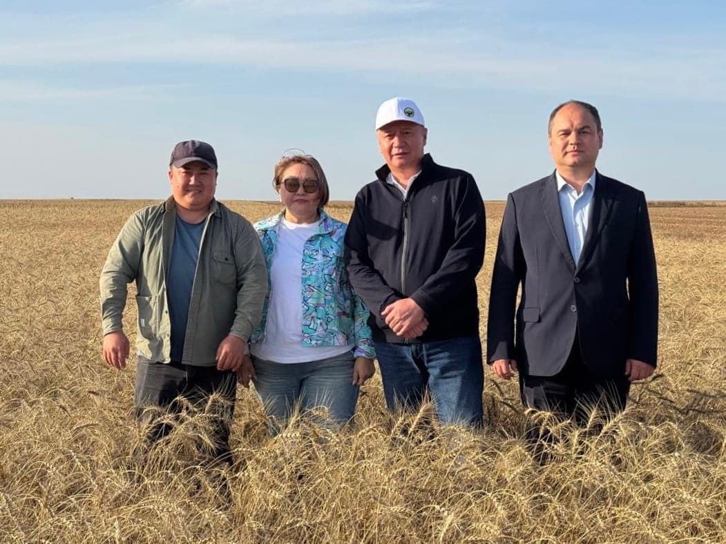 Первое органическое зерно в Казахстане, одобренное ЕС