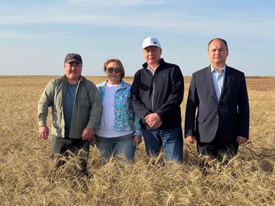 Первое органическое зерно в Казахстане, одобренное ЕС