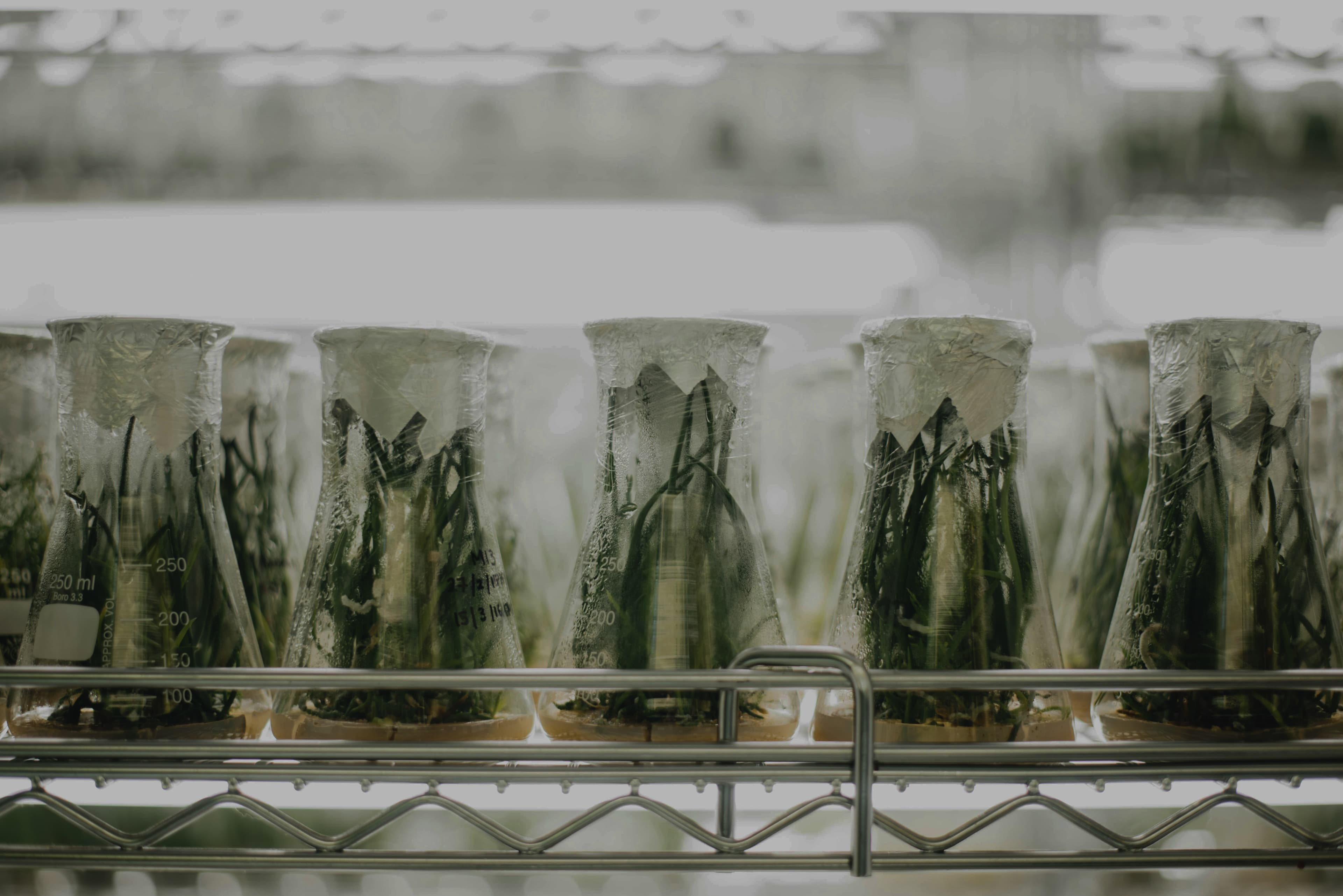 Современные решения в аграрной селекции